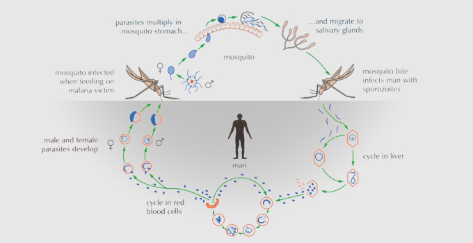 Lifecycle of a mosquito