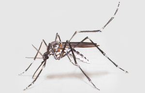 Clos-up of Dengue fever fly