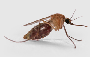 close image of mosquito